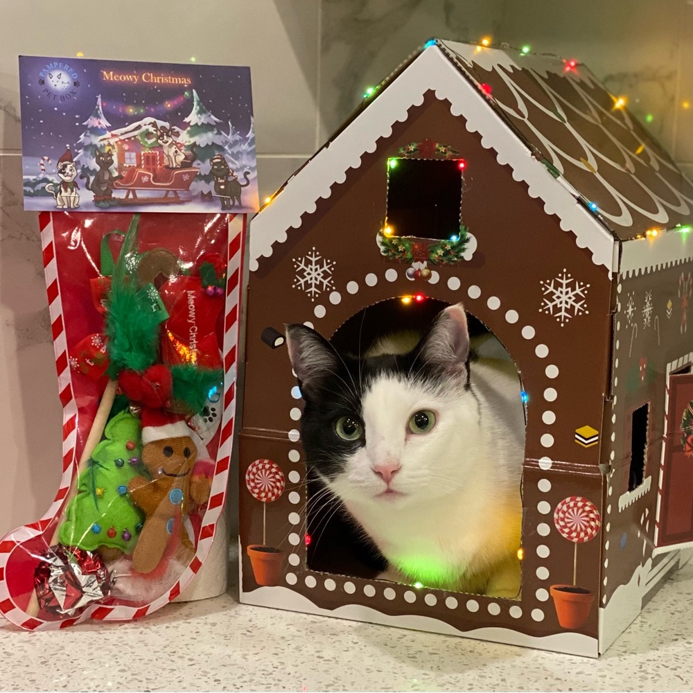 Pampered Pet Box Gingerbread House with Stocking and Toys